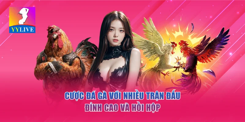 YYLIVE - App Livestream Giải Trí Mới Nhất 2026 19 Cược đá gà với nhiều trận đấu đỉnh cao và hồi hộp