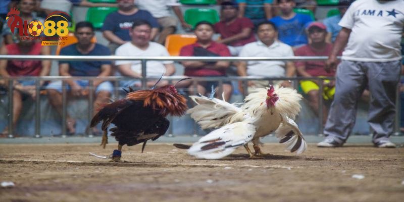 Đá Gà Alo88 - Sảnh Đấu Trực Tuyến Hấp Dẫn Bậc Nhất 4 Bảng dữ liệu cũ phản ánh rõ phong độ