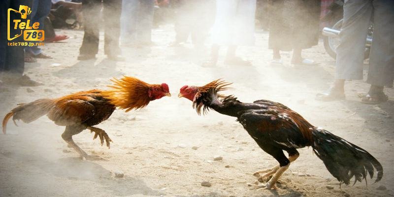 Đá Gà Tele789 - Không Gian Cược Trực Tuyến Đỉnh Cao 2 Tổng quan về sảnh game đá gà tele789
