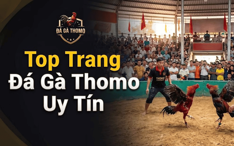 Các hình thức theo dõi đá gà trực tuyến phổ biến hiện nay 2 Hình thức phát sóng trực tiếp từ đấu trường Thomo